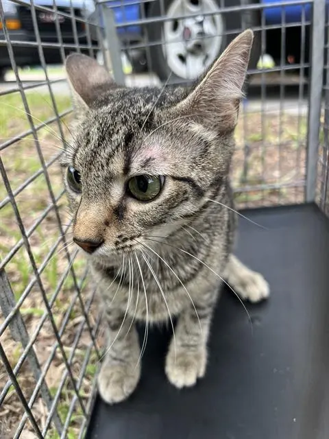 Adoptable Cat