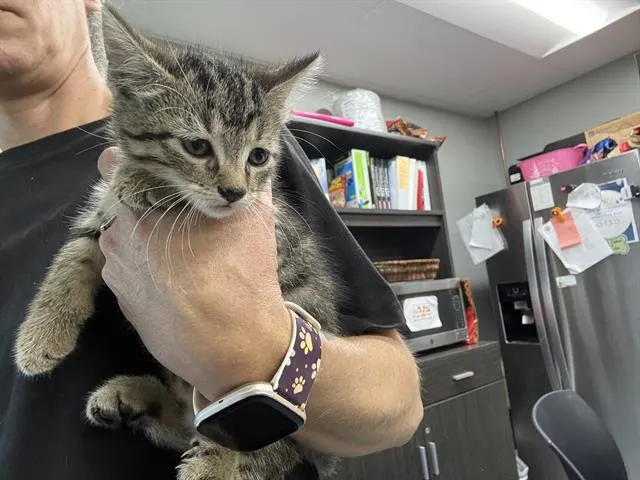 Butters