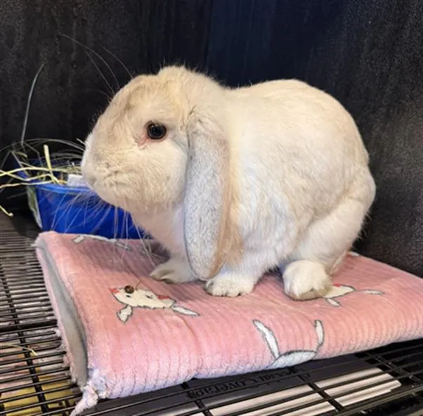 Mr. Floppy