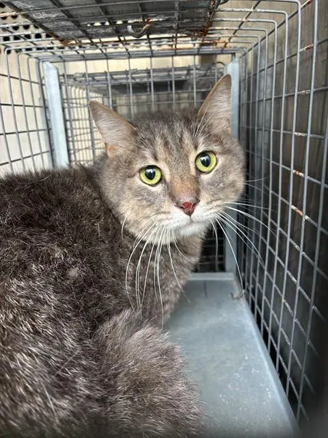 Adoptable Cat