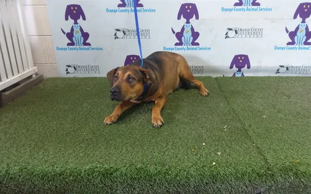 Roxy
