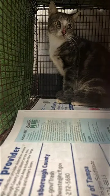 Adoptable Cat