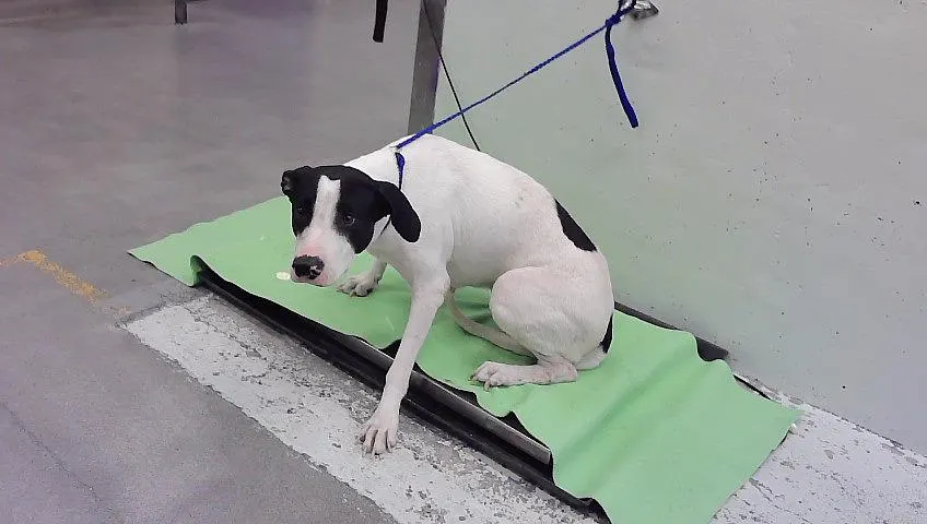 Adoptable Dog