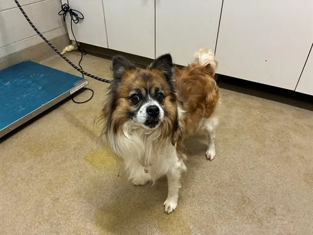 Adoptable Dog