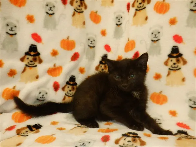 Felix