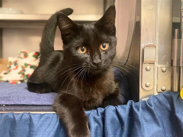 House Panther
