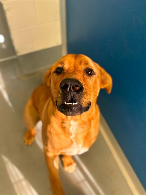Adoptable Dog