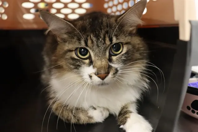 Adoptable Cat