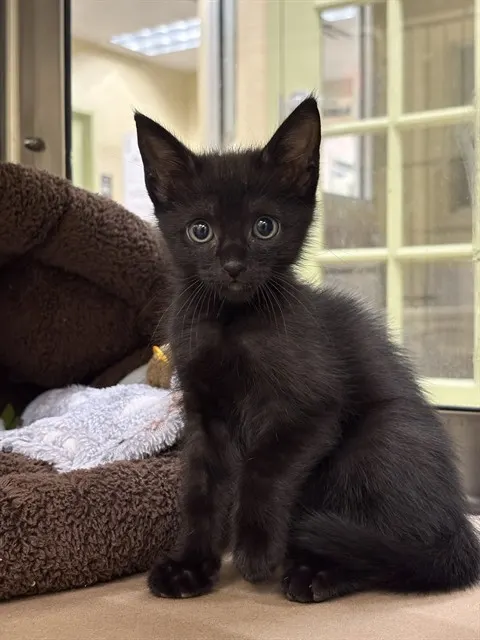 Sabrina