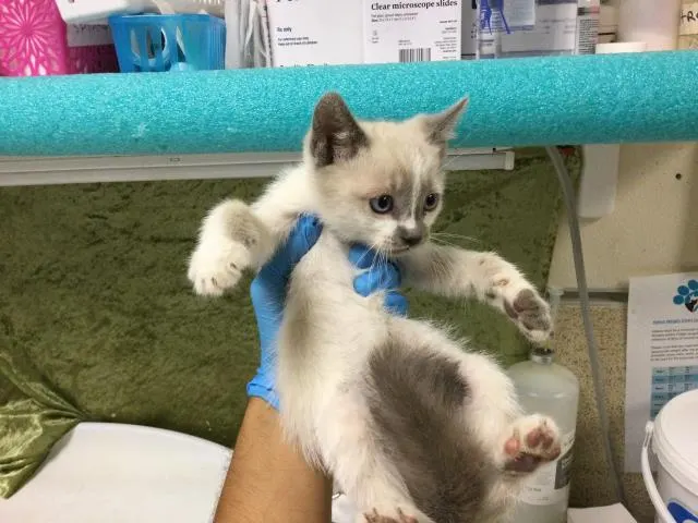 Maru