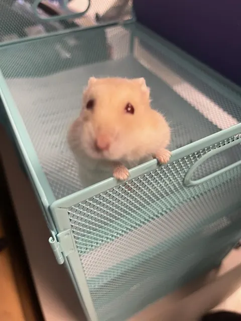 Spike