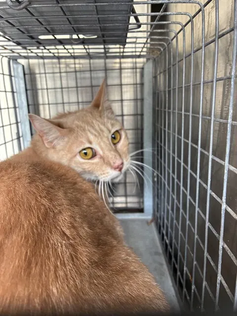 Adoptable Cat