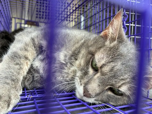Adoptable Cat