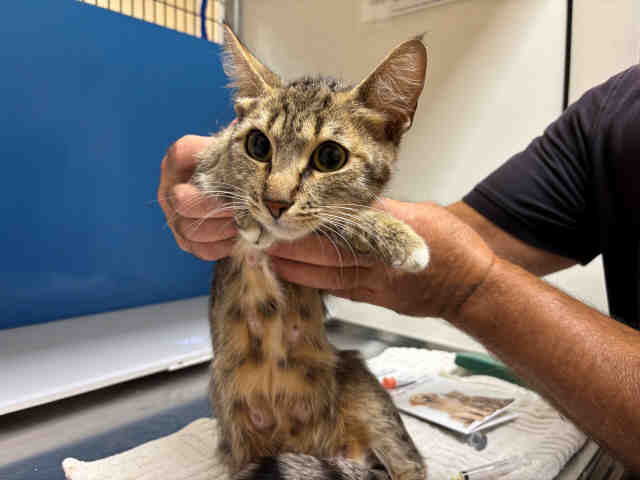 Adoptable Cat