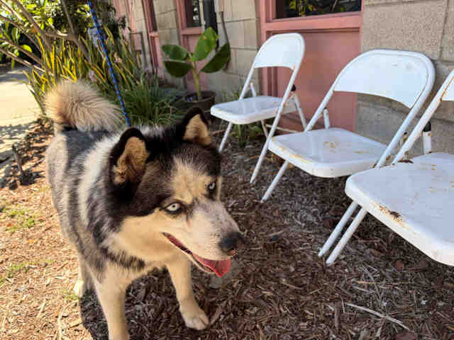 Adoptable Dog