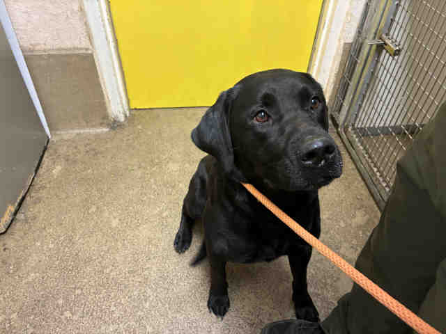 Adoptable Dog