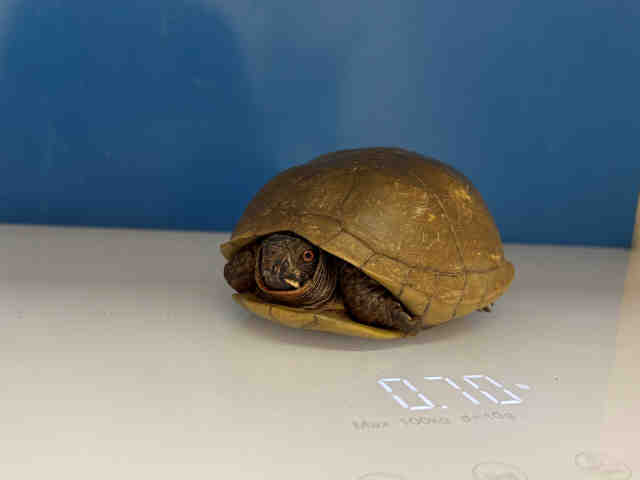 Box Turtle