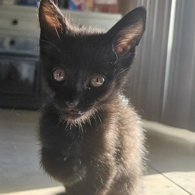 Bolt