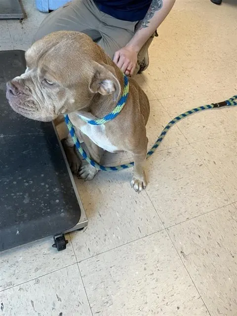 Adoptable Dog