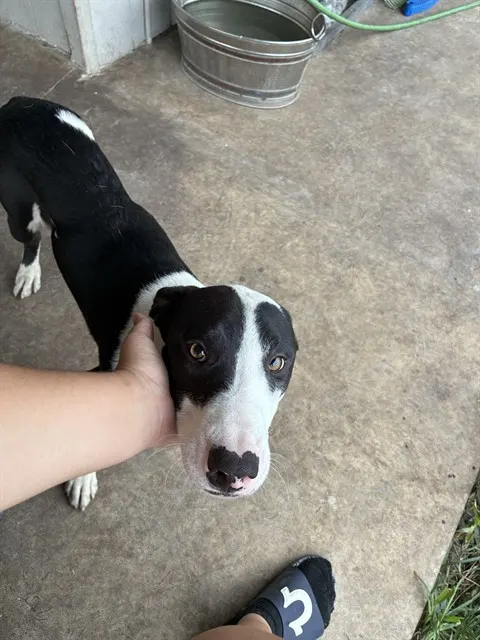 Frankie