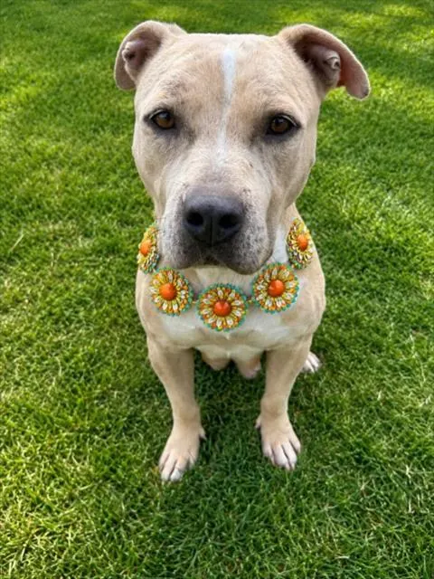 Mya