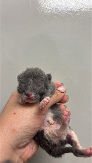 Truffle - Needs A Foster