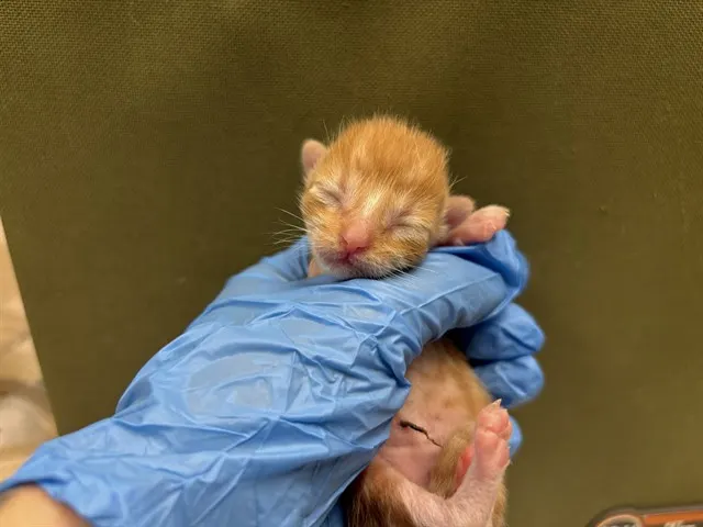 Marmalade - Needs A Foster