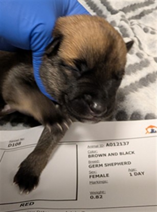 Taffy - Needs A Foster