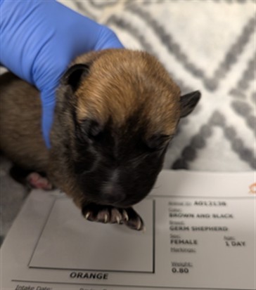 Cherry - Needs A Foster