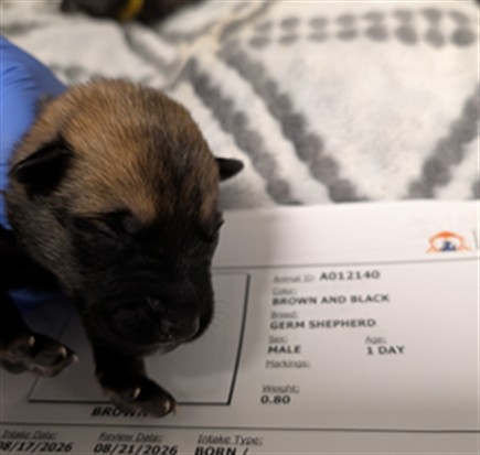 Hershey - Needs A Foster