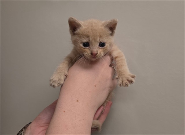 Meyer - Needs A Foster