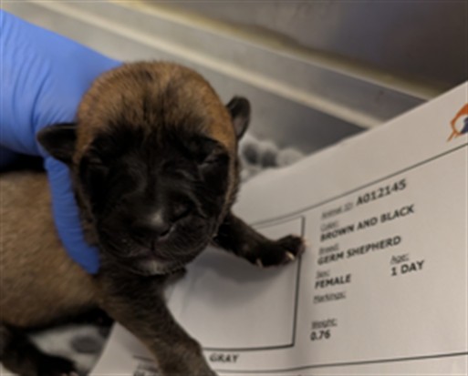 Bonbon - Needs A Foster