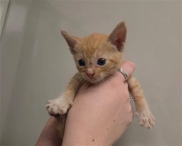 Tang - Needs A Foster