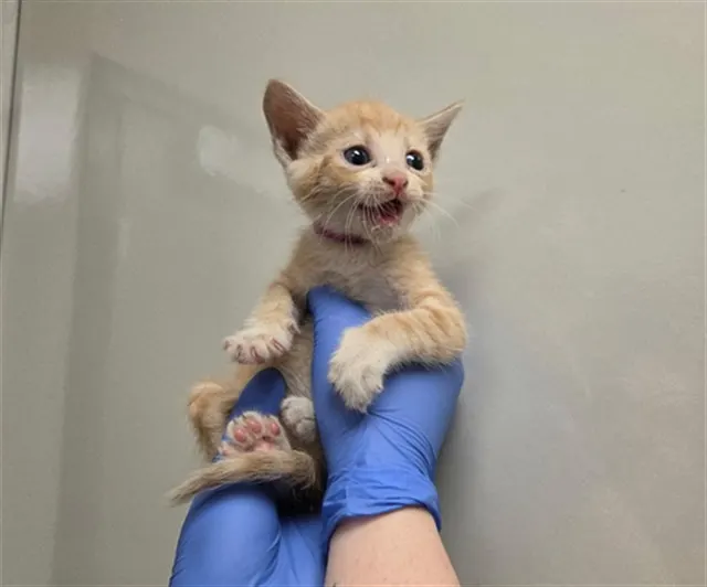 Yuzu - Needs A Foster