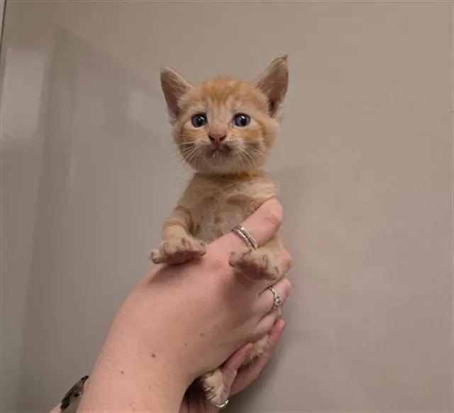 Kumquat - Needs A Foster