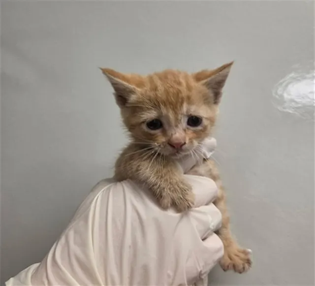 Pomelo - Needs A Foster