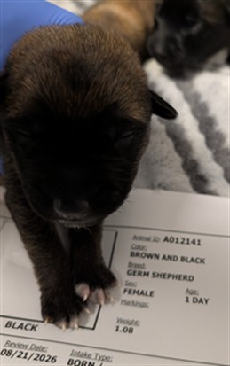Twix - Needs A Foster
