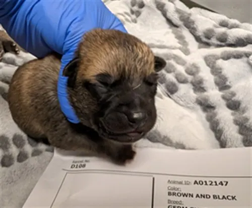 Pixy - Needs A Foster