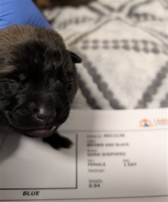 Gummy - Needs A Foster
