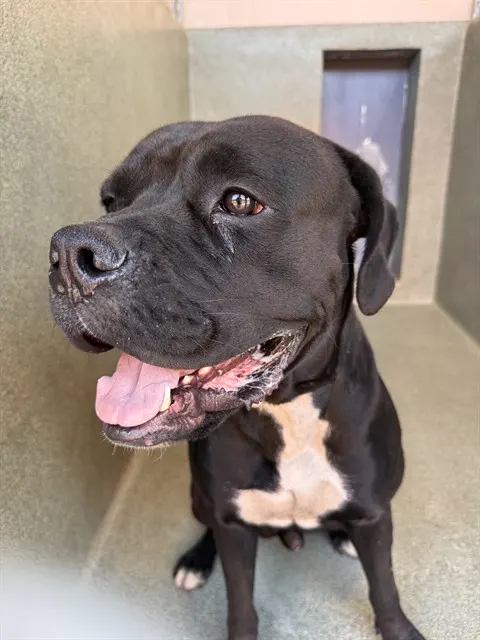 Adoptable Dog