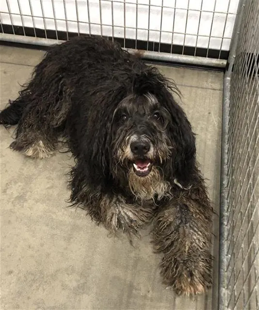 Adoptable Dog