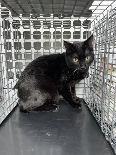 Adoptable Cat