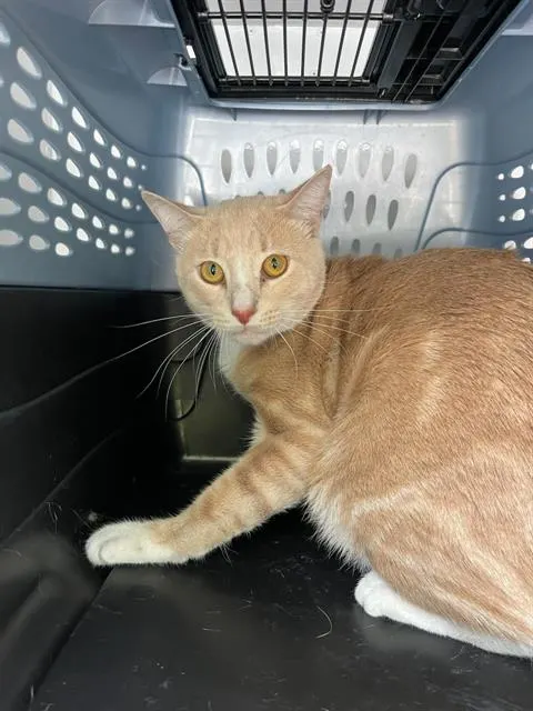 Adoptable Cat