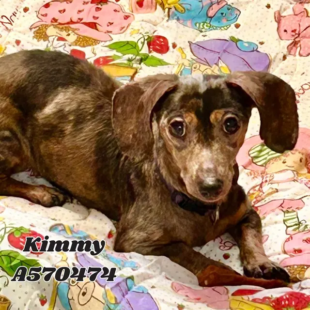 Kimmy