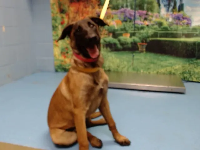 Adoptable Dog