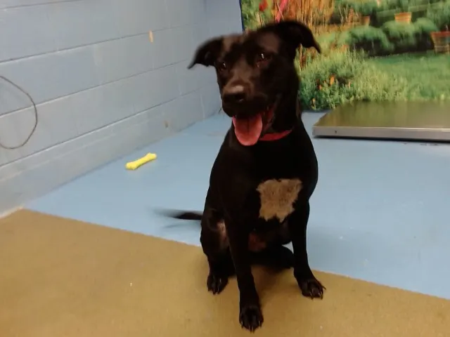 Adoptable Dog