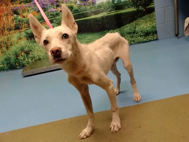 Adoptable Dog
