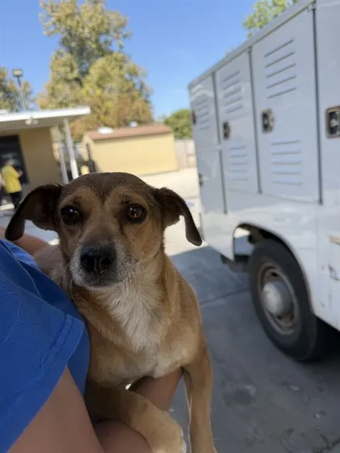 Adoptable Dog