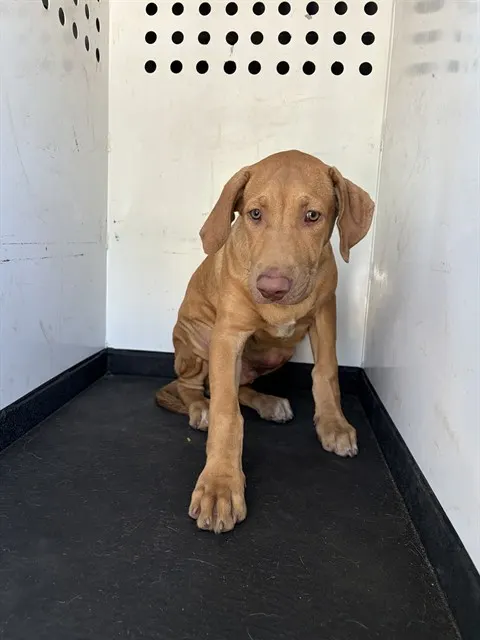 Adoptable Dog