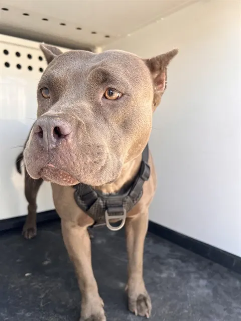Adoptable Dog